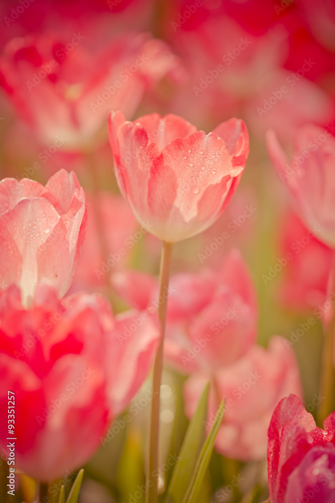Fototapeta premium Beautiful pink tulips in the spring time