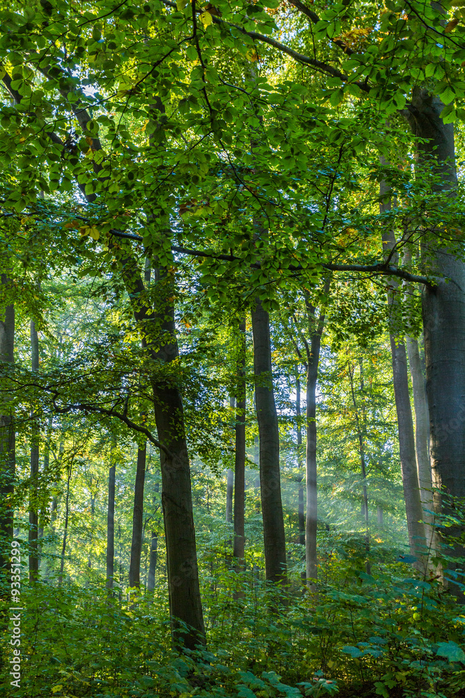 Obraz premium Hütter Wohld