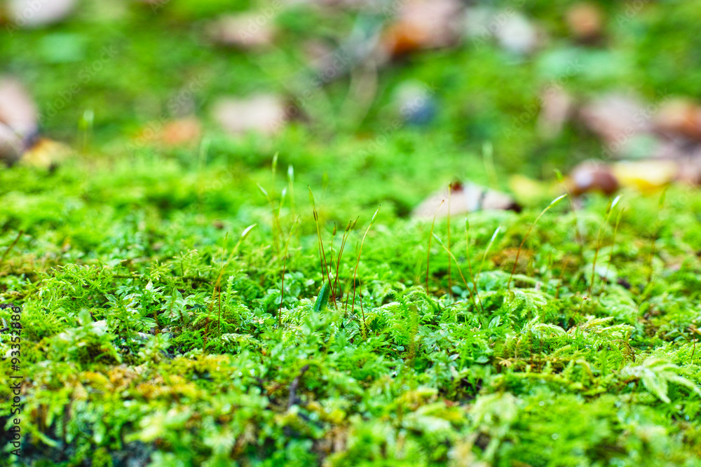 Obraz premium 苔の上のクローズアップ