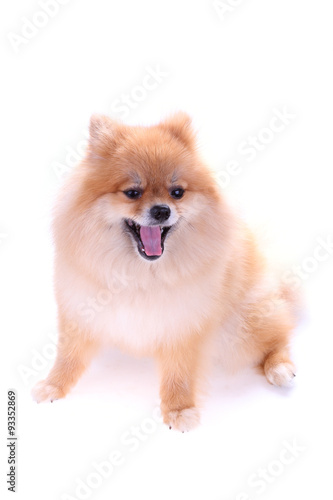 brown pomeranian dog isolated on white background, cute pet