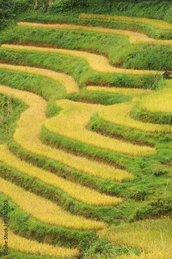 Rices field in Sapa,Vietnam