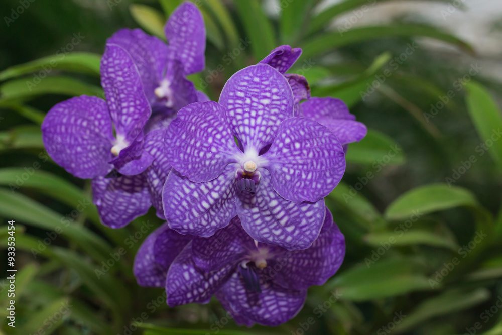 beautiful Orchid flowers in garden
beautiful Orchid flowers in garden