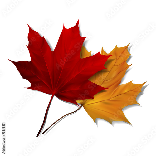 Realistic red maple leaf 