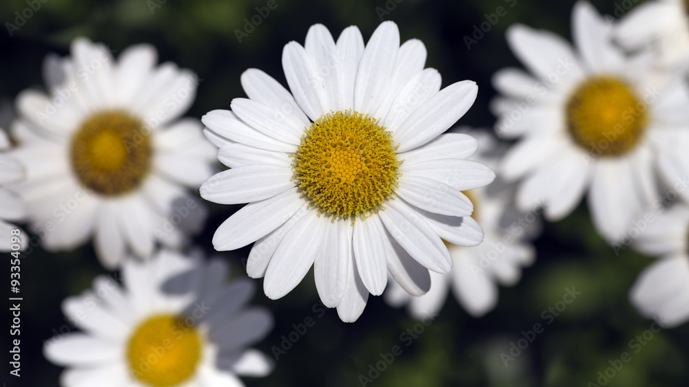 close-up of a white and yellow daisy with other flowers in the background