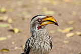 portrait of a Southern Yellow-billed Hornbill