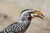 portrait of a Southern Yellow-billed Hornbill eating