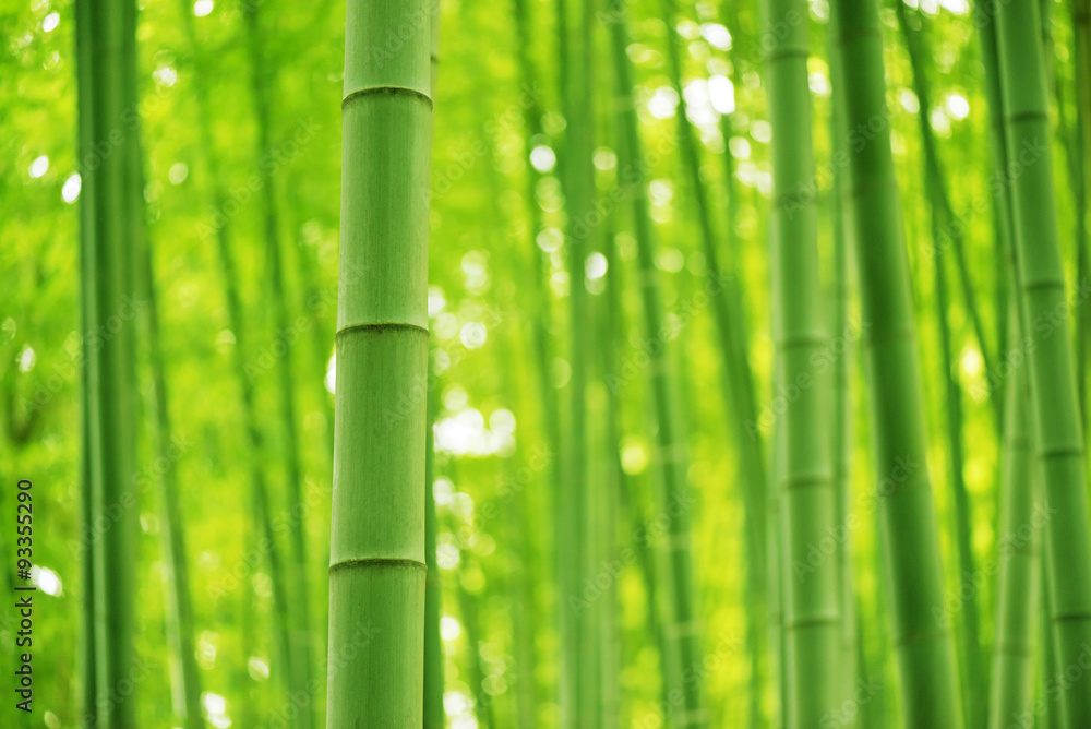 Obraz premium Bamboo Forest