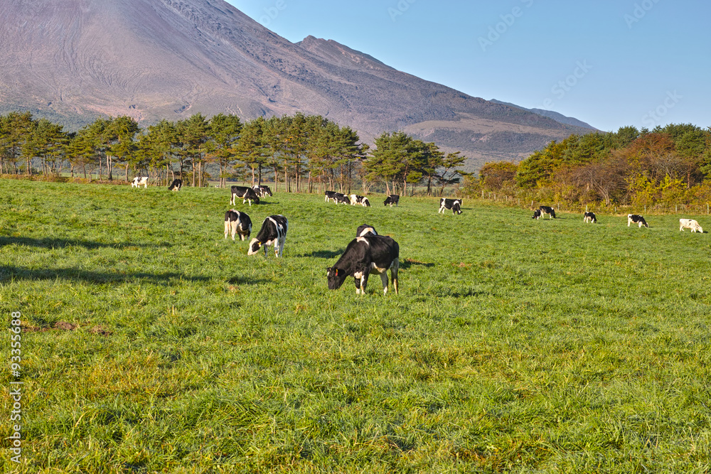 Naklejka premium 北軽井沢の浅間牧場に放牧された牛達