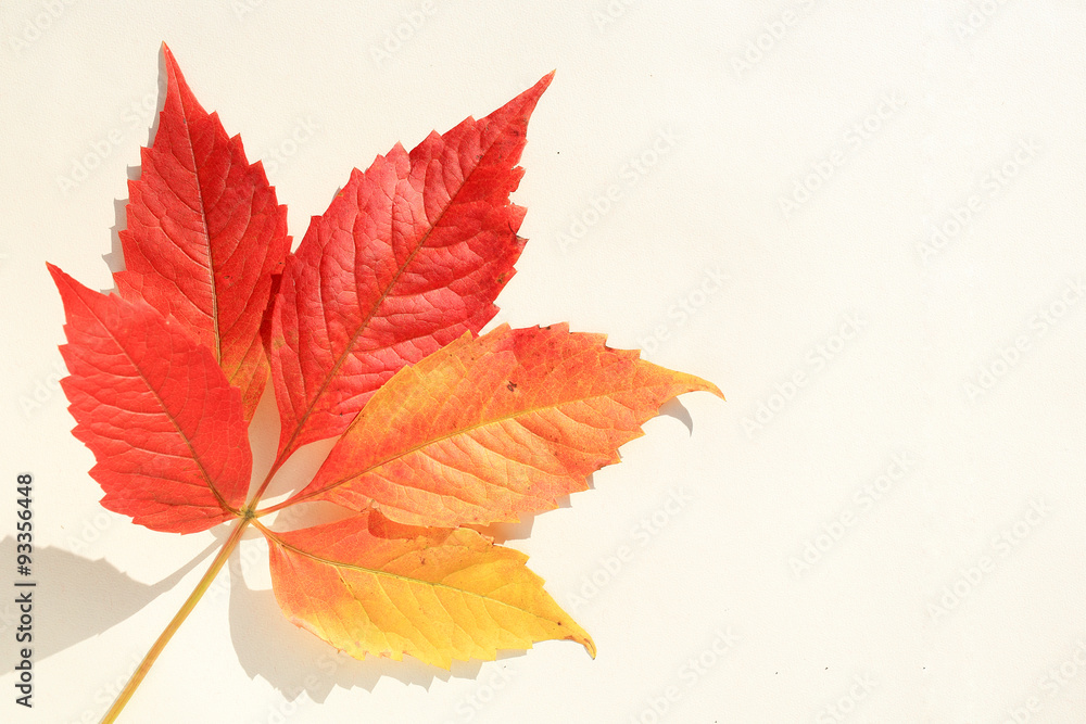 isolated autumn leaves in red orange and yellow with copyspace and light background isolated autumn leaves in red orange and yellow with copyspace and light background