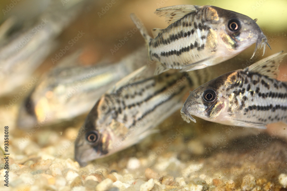  Bands-catfish    (Corydoras schwartzi)