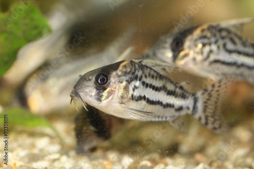  Bands-catfish (Corydoras schwartzi)