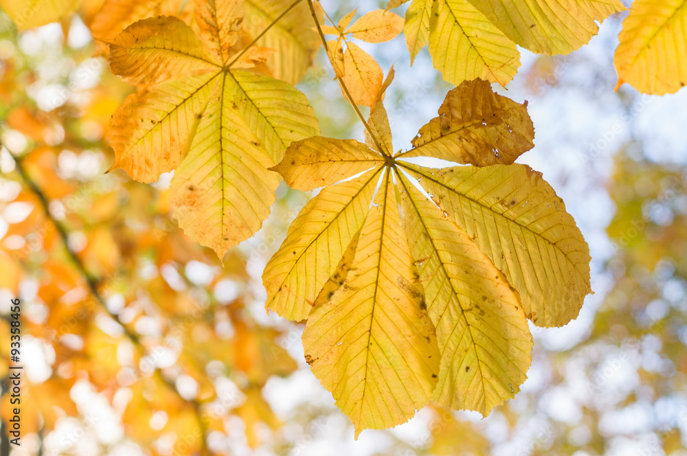 Closeup of chestnut autumn yellow leaves Closeup of chestnut autumn yellow leaves