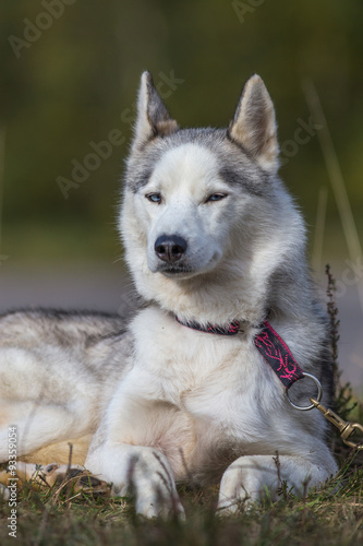 Chien huskys