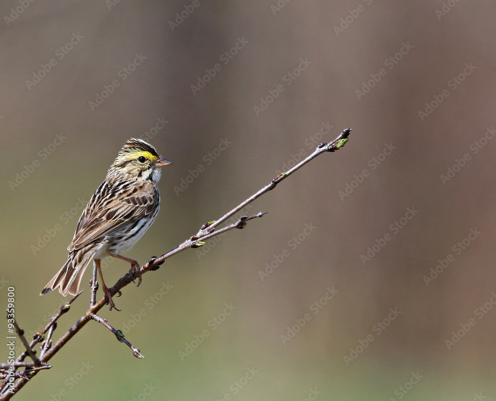 Obraz premium A Savannah Sparrow (Passerculus sandwichensis) perched on a tree. Shot in Bloomingdale, Ontario, Canada.