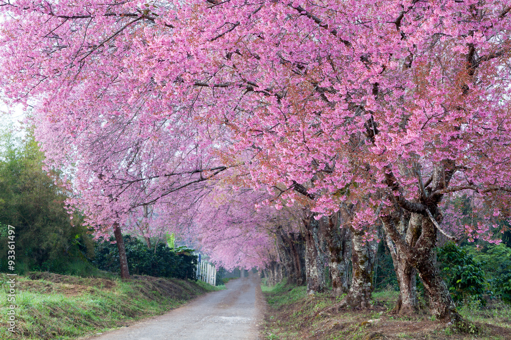 Fototapeta premium Cherry blossom pathway in ChiangMai, Thailand.