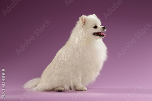 Closeup Portrait of Spitz Dog in Profile view on Colored Background