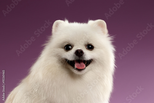 Closeup Portrait of White Spitz Dog on Colored Background