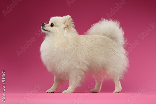 White Spitz Dog Stands on Colored Background
