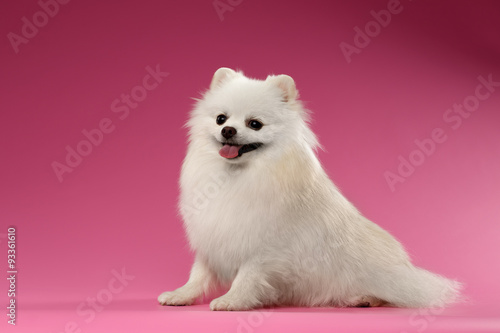 Portrait of Sitting Spitz Dog on Colored Background