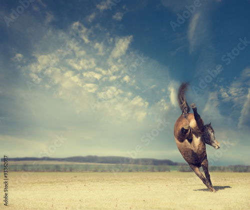 Fototapeta Naklejka Na Ścianę i Meble -  horse plays and kick on background of an autumn field and a beautiful blue sky