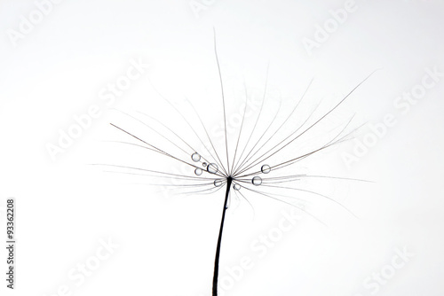 water drops on a dandelion on white background