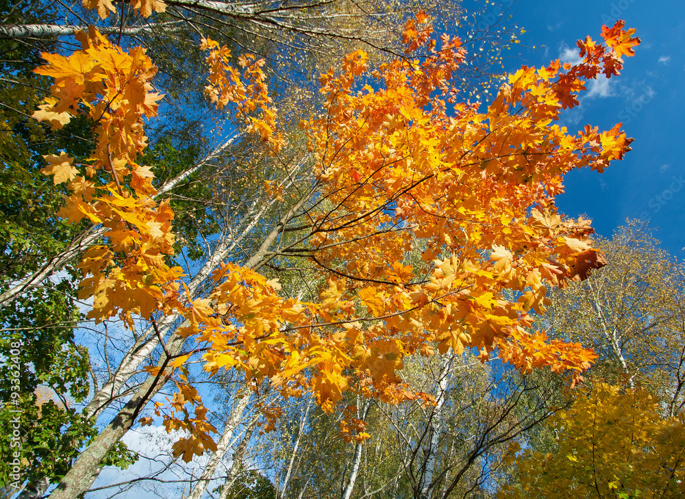 Fragment of autumn trees