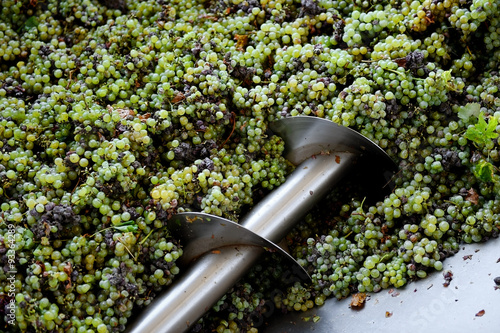 Industrial grape processing photo