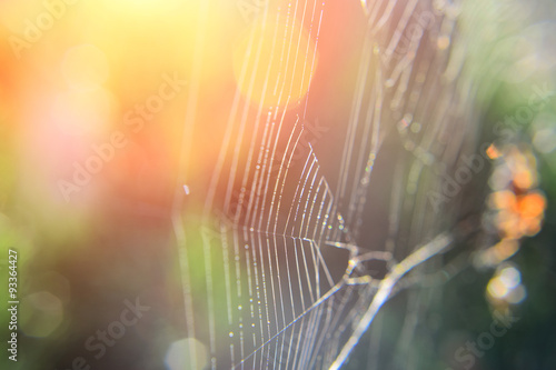 Detail of spider web