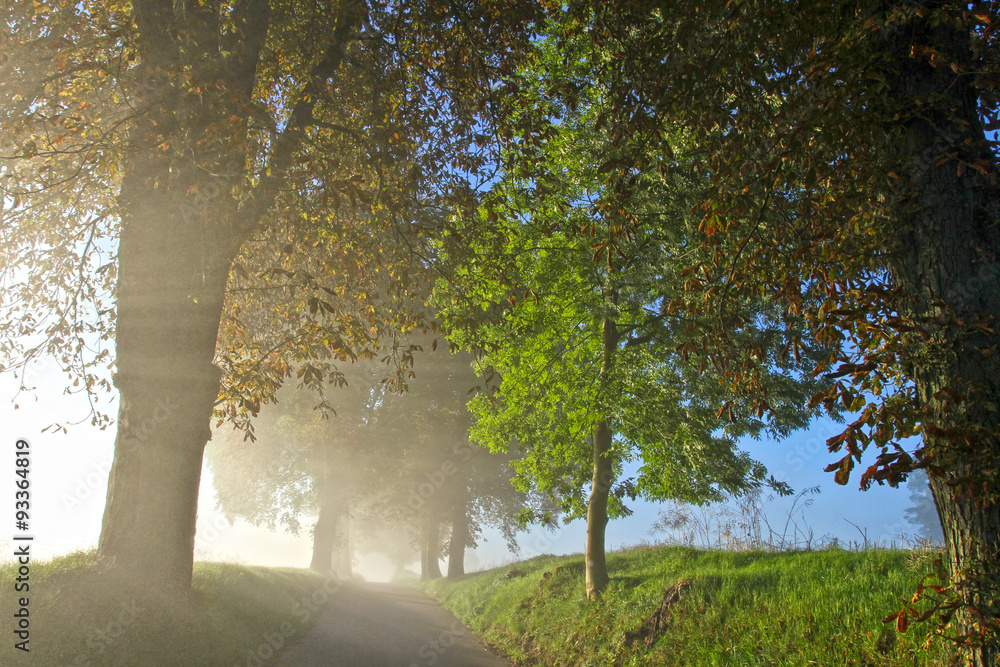 Naklejka premium Path in spring