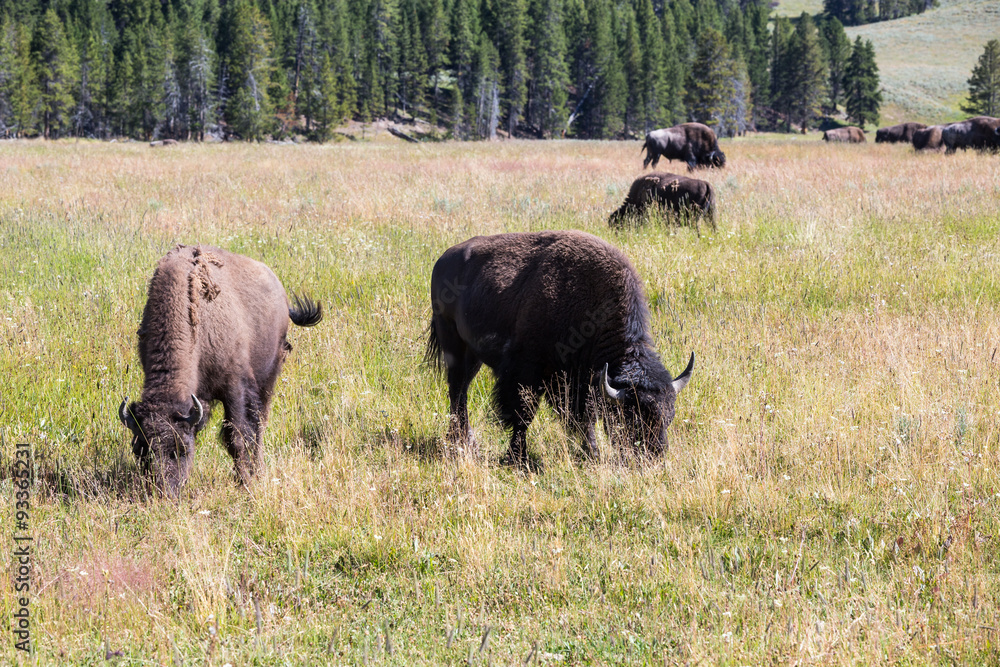 Bisons in Yellowstone National Park, Wyoming, USA