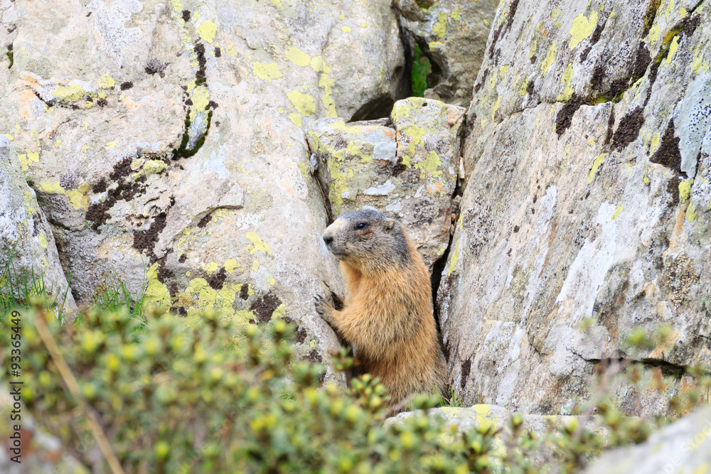 Alpine marmot