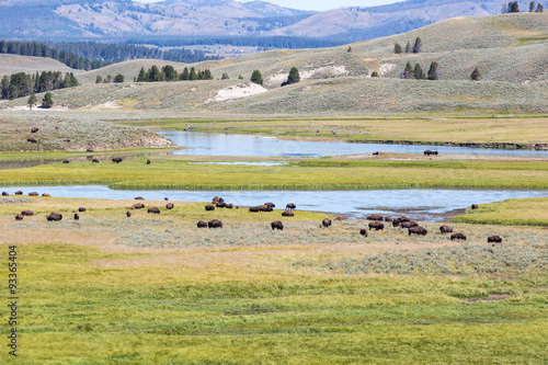 Bisons in Yellowstone National Park  Wyoming  USA