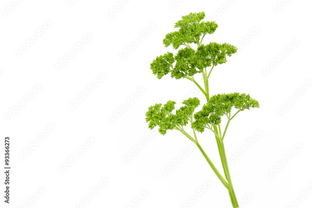 Gekräuselte Petersilie, freigestellt