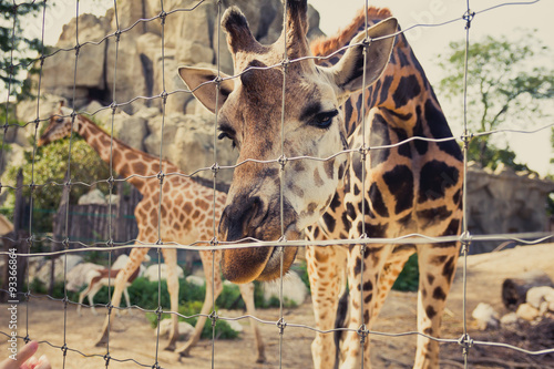 Canvas Print Giraffe bends down and looks into the camera through a fence