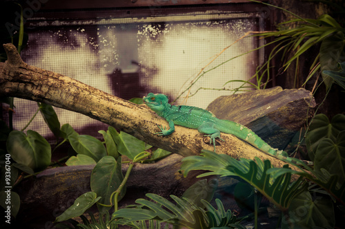 Green lizard on a branch   © wavemovies