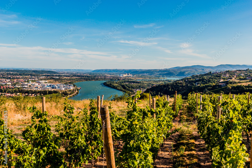 Vignes et vallée du Rhône vu des hauteurs de Condrieu