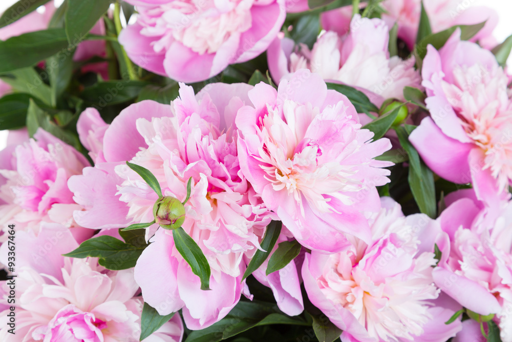 Bouquet of pink peonies Bouquet of pink peonies