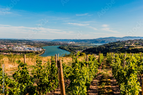 Vignes et vallée du Rhône vu des hauteurs de Condrieu