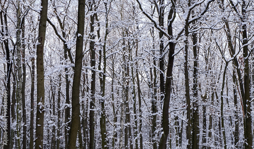 Winterwald mit dunklen Bäumen Winterwald mit dunklen Bäumen