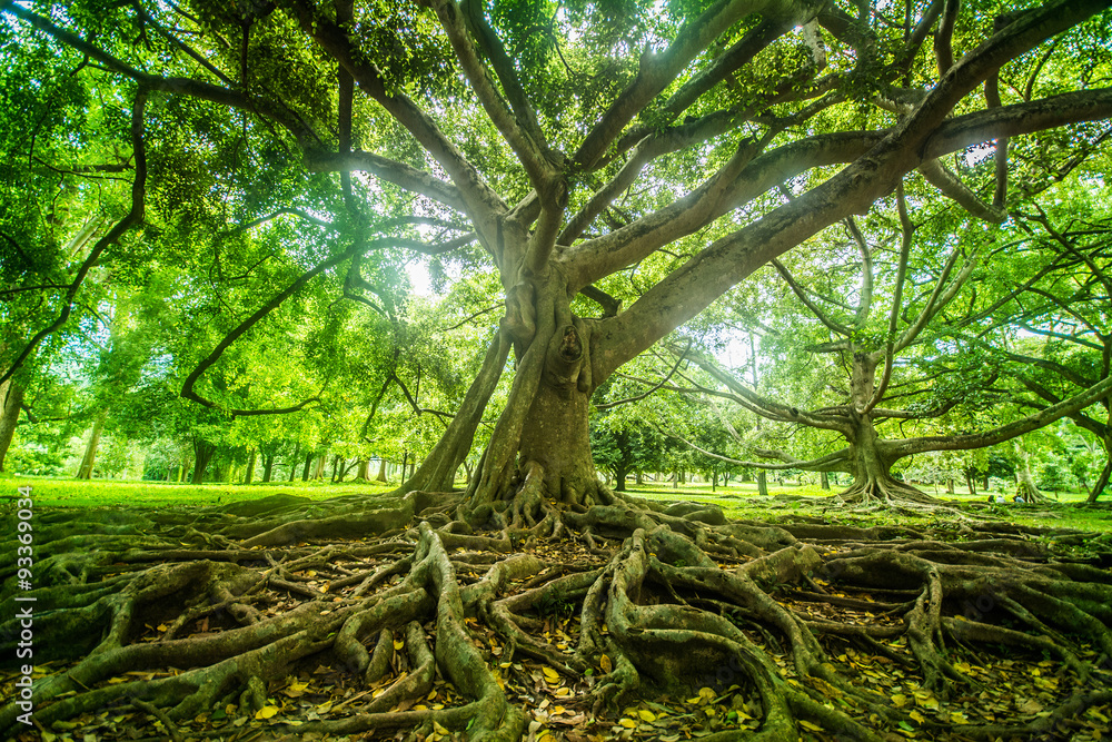 Obraz premium Giant tree at Royal botanical garden, Peradeniya, Sri Lanka