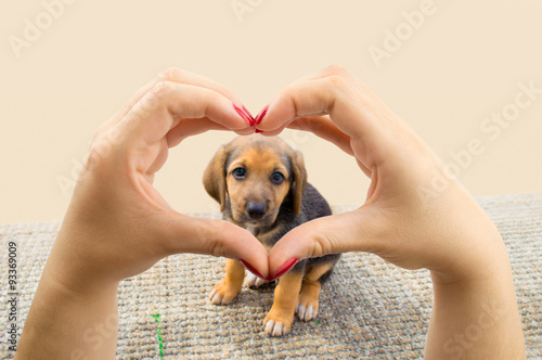 Foto I love dogs