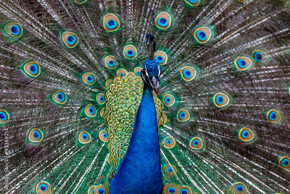 Fototapeta premium 孔雀のポートレート