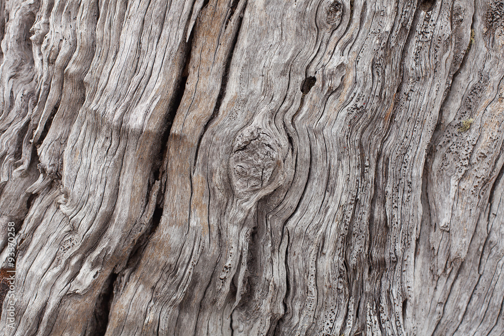Fototapeta premium Timber Texture