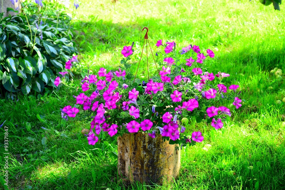 Flowers in flowerpot on summer in Europe