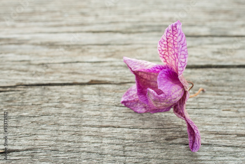 Photos Vertrocknete lila Phalaenopsis Orchidee Blüte