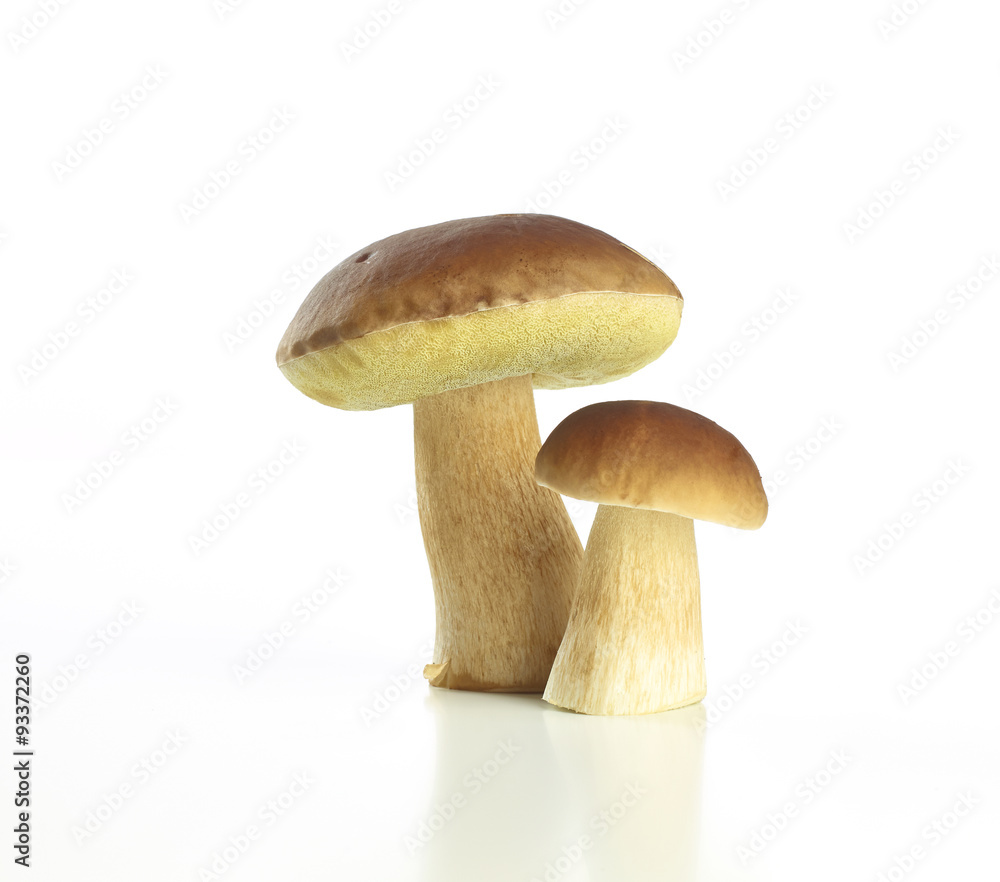 Steinpilze auf weißem Umtergrund Steinpilze auf weißem Umtergrund