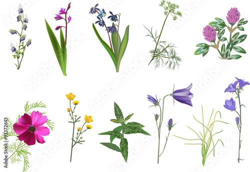 set of eleven wildflowers collection isolated on white