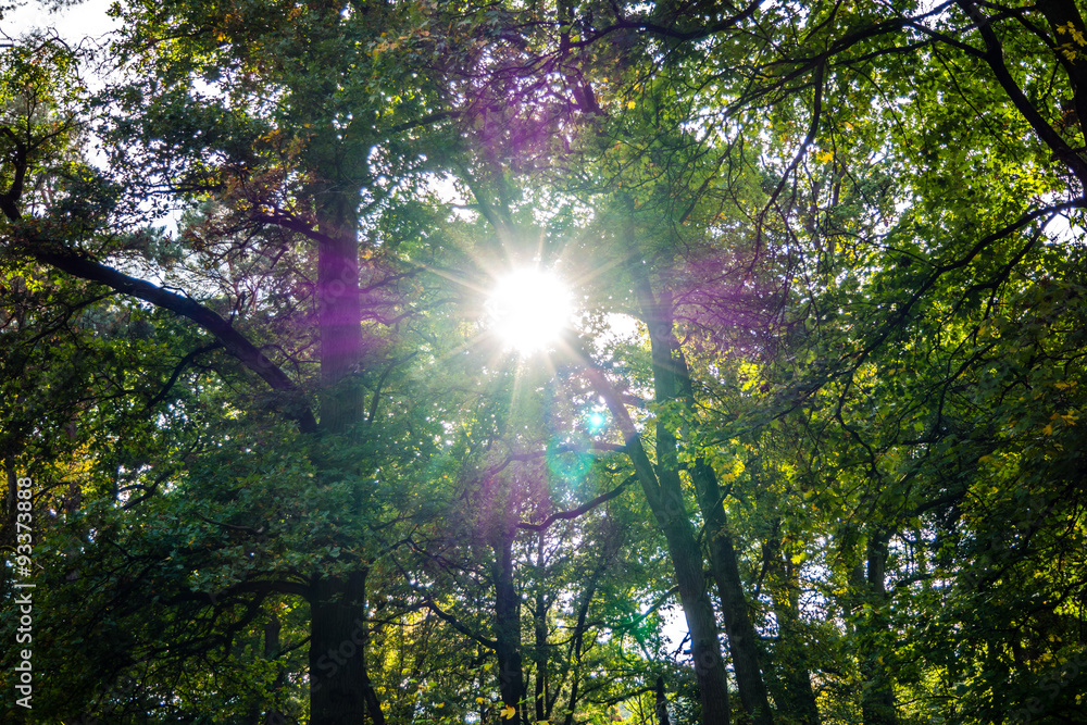 Herbstlicher Wald im Gegenlicht 01 Herbstlicher Wald im Gegenlicht 01