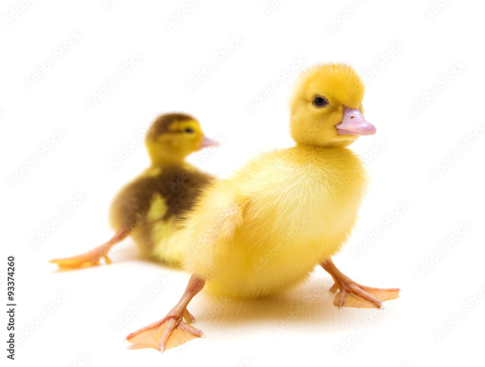 duckling duckling