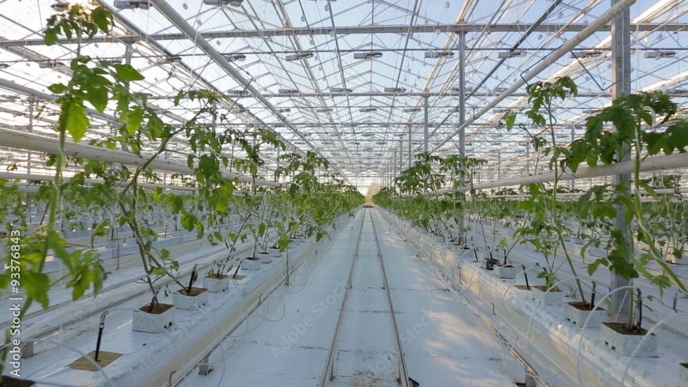 Industrial greenhouses, many rows of green plants. Industrial greenhouses, many rows of green plants.